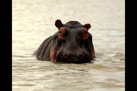 Tanzanian wildlife_hippo